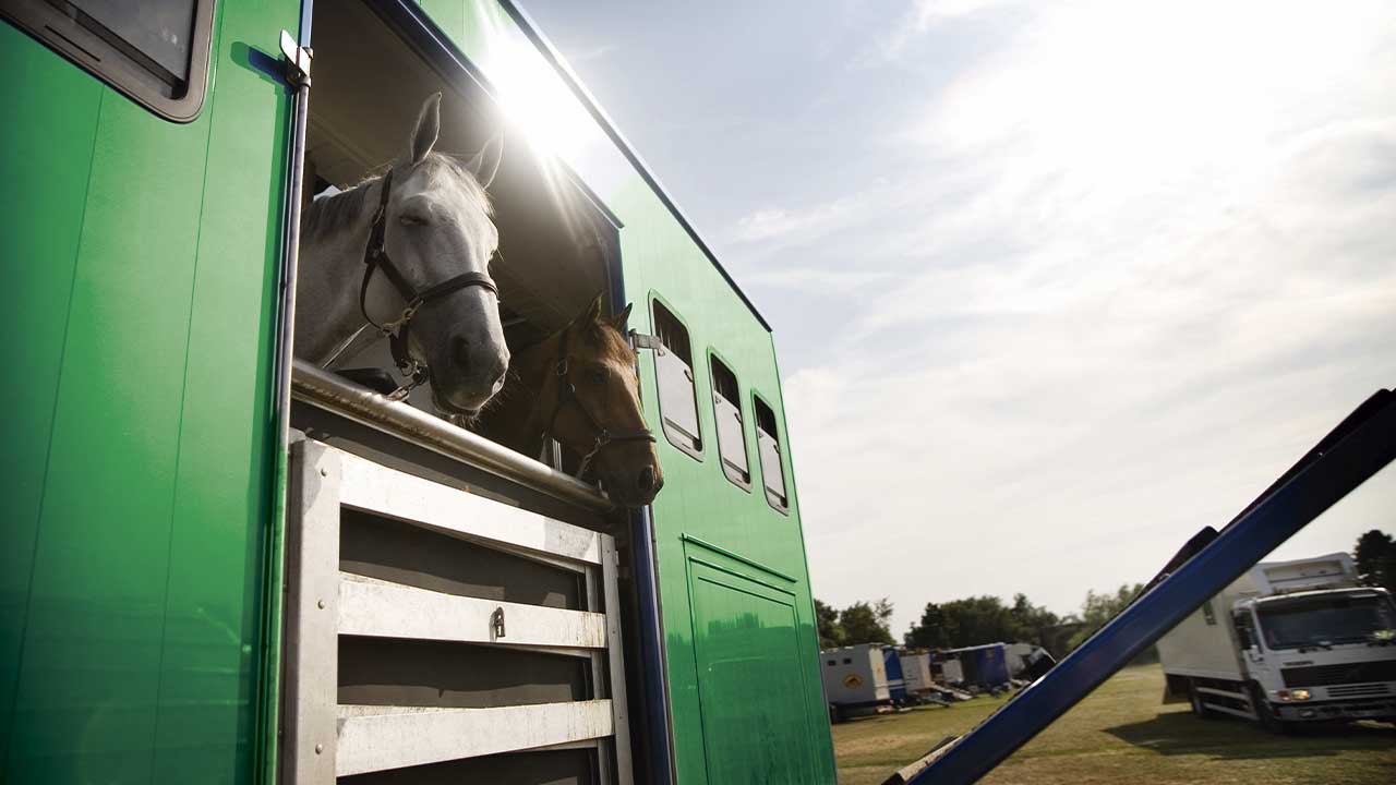 Proteção dos Animais em Transporte de longa duração – Ruminantes e Equinos